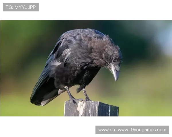 乌鸦赢球方式老练，经验就是差距，乌鸦玩法